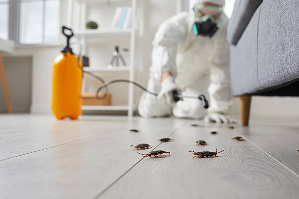 Commercial Kitchen Cockroach Control in Bruceville-Eddy